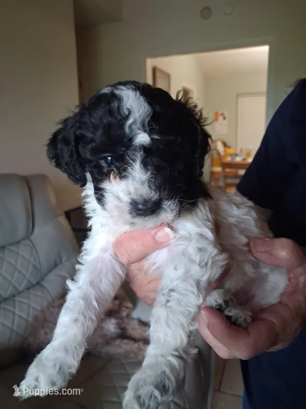 Bubba J – Cavapoo puppy for sale in Woodway, TX