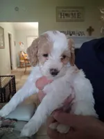Sandy, a male Cavapoo for sale in Woodway, TX – 4 of 5