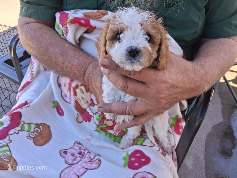 Miranda – Cavapoo puppy for sale in Woodway, TX