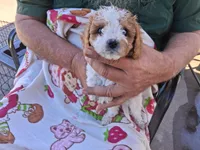 Miranda, a female Cavapoo for sale in Woodway, TX – 1 of 1