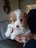 Skippy, a male Cavapoo for sale in Woodway, TX – 2 of 4