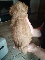 Betty White, a female Cavapoo for sale in Woodway, TX – 4 of 4