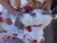 Lainey, a female Cavapoo for sale in Woodway, TX – 2 of 2