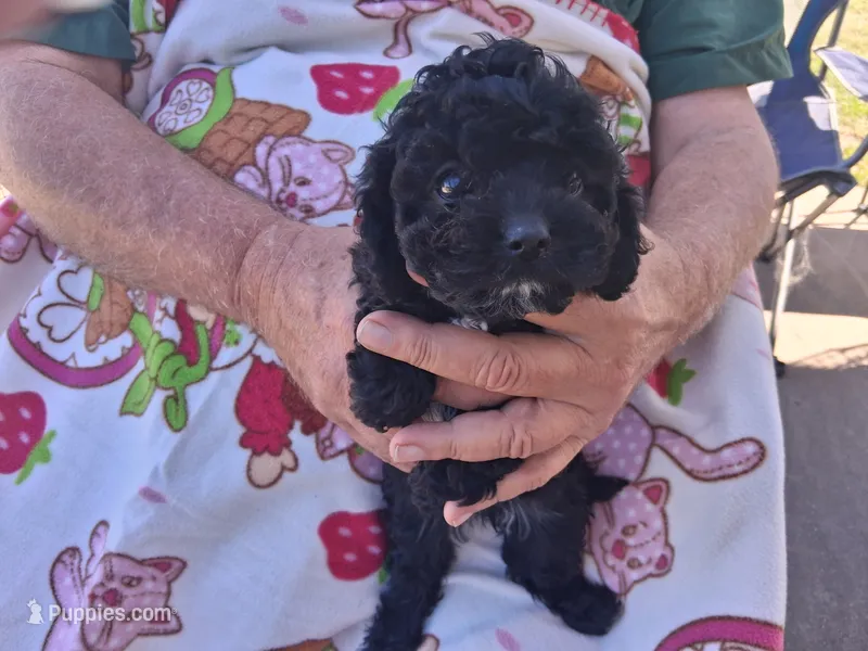 Loretta – Cavapoo puppy for sale in Woodway, TX