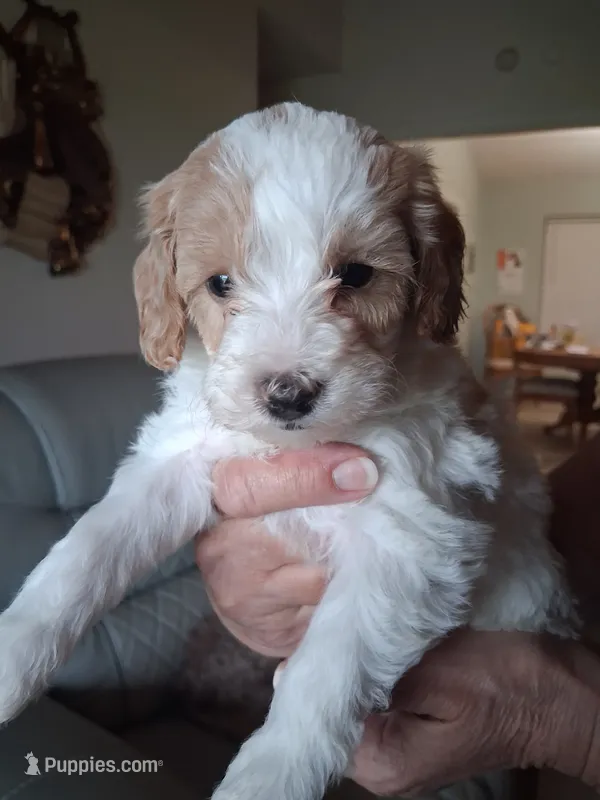 Sandy – Cavapoo puppy for sale in Woodway, TX