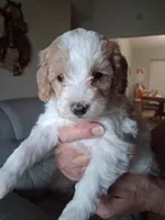 Sandy, a male Cavapoo for sale in Woodway, TX – 1 of 5