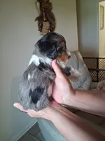 Pretty Boy, a male Cavapoo for sale in Woodway, TX – 3 of 5