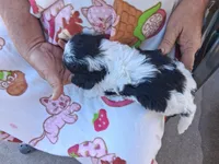 Ella, a female Cavapoo for sale in Woodway, TX – 2 of 2