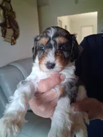 Pretty Boy, a male Cavapoo for sale in Woodway, TX – 4 of 5