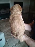 Betty White, a female Cavapoo for sale in Woodway, TX – 3 of 4