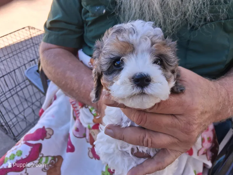 Lainey – Cavapoo puppy for sale in Woodway, TX