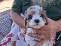 Lainey, a female Cavapoo for sale in Woodway, TX – 1 of 2