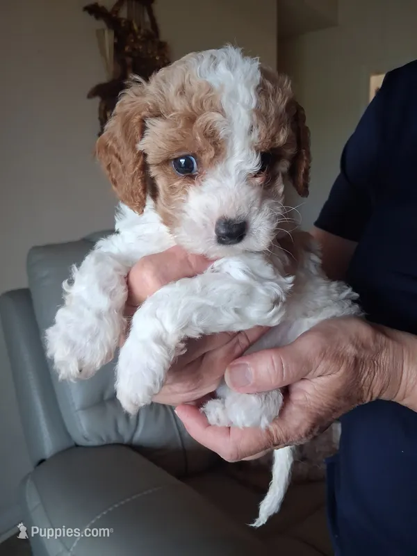 Skippy, a male Cavapoo for sale in Woodway, TX – 1 of 4