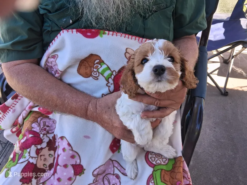 Reba – Cavapoo puppy for sale in Woodway, TX