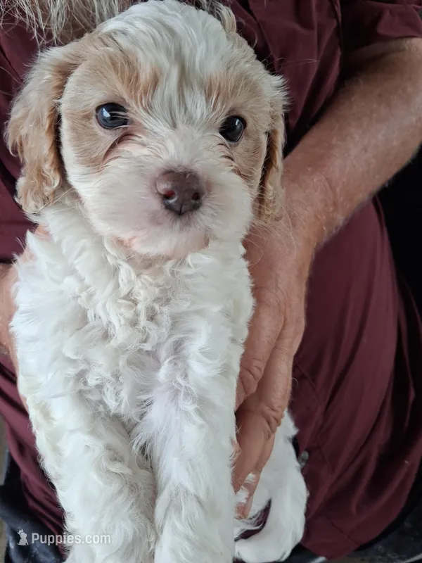 Geneva – Cavapoo puppy for sale in Woodway, TX