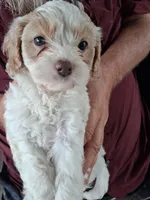 Geneva, a female Cavapoo for sale in Woodway, TX – Photo 1 of 3