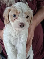 Geneva, a female Cavapoo for sale in Woodway, TX – Photo 2 of 3