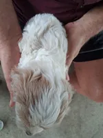 Geneva, a female Cavapoo for sale in Woodway, TX – Photo 3 of 3