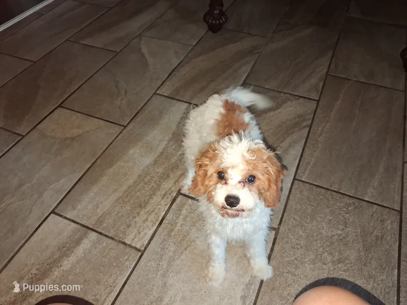 Charlie  – Cavapoo puppy for sale in Woodway, TX