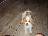 Charlie , a male Cavapoo for sale in Woodway, TX – 1 of 1