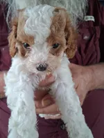 Charlie, a male Cavapoo for sale in Woodway, TX – Photo 1 of 4