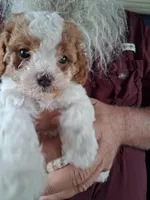 Charlie, a male Cavapoo for sale in Woodway, TX – Photo 3 of 4