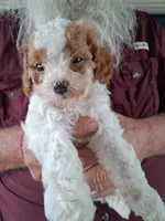 Charlie, a male Cavapoo for sale in Woodway, TX – Photo 2 of 4