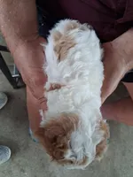 Charlie, a male Cavapoo for sale in Woodway, TX – Photo 4 of 4