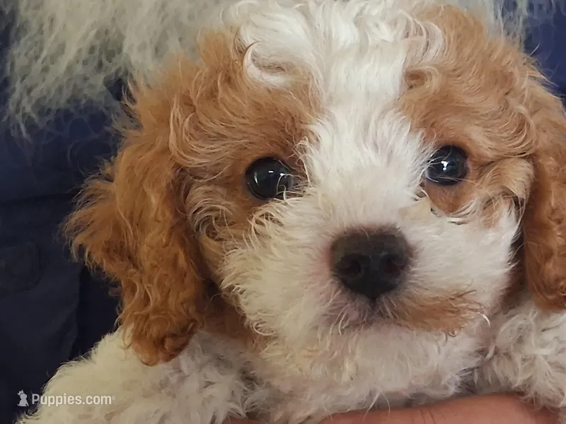 Charlie – Cavapoo puppy for sale in Woodway, TX