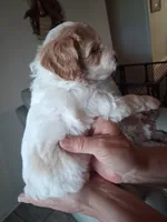 Sandy, a male Cavapoo for sale in Woodway, TX – 5 of 5