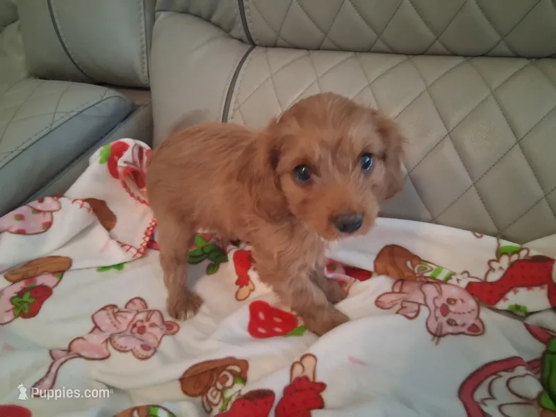 Dolly – Cavapoo puppy for sale in Woodway, TX