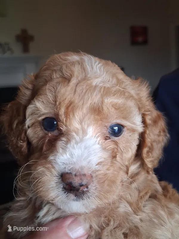 Betty White – Cavapoo puppy for sale in Woodway, TX