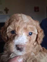 Betty White, a female Cavapoo for sale in Woodway, TX – 1 of 4