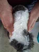 Fuzzy, a male Cavapoo for sale in Woodway, TX – Photo 3 of 3