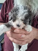 Fuzzy, a male Cavapoo for sale in Woodway, TX – Photo 1 of 3