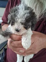 Fuzzy, a male Cavapoo for sale in Woodway, TX – Photo 2 of 3