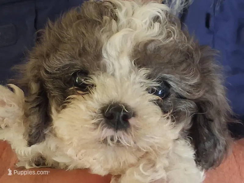 Fuzzy – Cavapoo puppy for sale in Woodway, TX