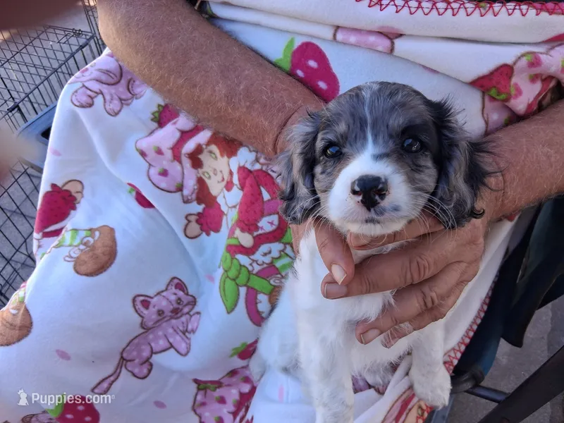 Tammy – Cavapoo puppy for sale in Woodway, TX