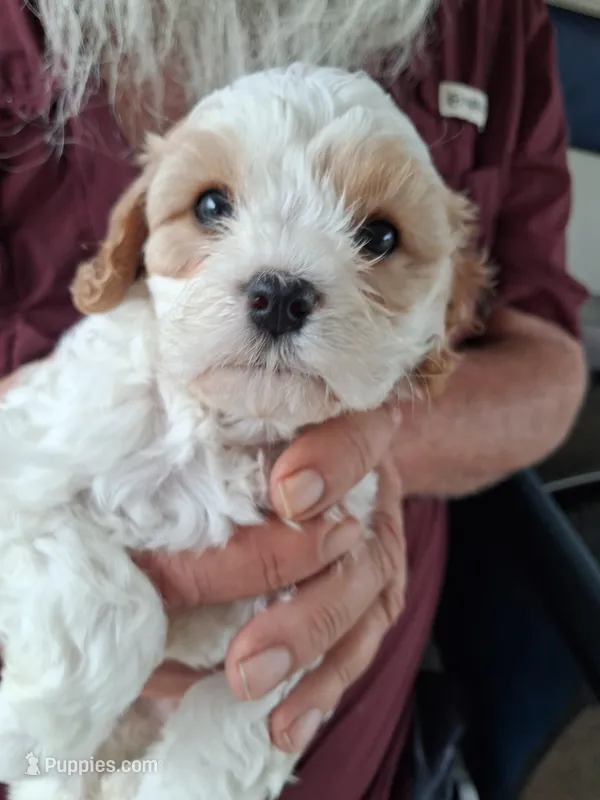 Rose – Cavapoo puppy for sale in Woodway, TX