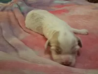 Rose, a female Cavapoo for sale in Woodway, TX – Photo 2 of 2