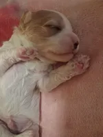 Rose, a female Cavapoo for sale in Woodway, TX – Photo 1 of 2