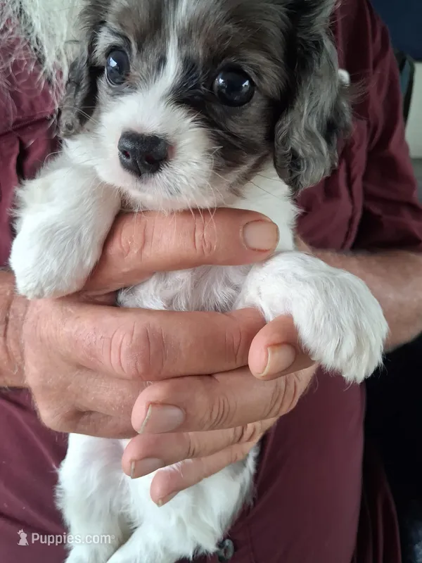 Queen, a female Cavapoo for sale in Woodway, TX – Photo 1 of 4