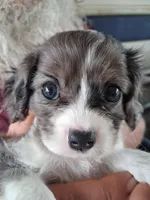 Queen, a female Cavapoo for sale in Woodway, TX – Photo 2 of 4