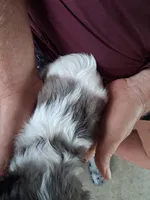 Queen, a female Cavapoo for sale in Woodway, TX – Photo 3 of 4