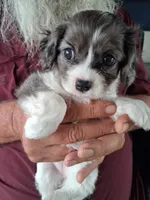 Queen, a female Cavapoo for sale in Woodway, TX – Photo 4 of 4