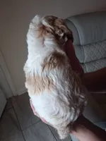 Skippy, a male Cavapoo for sale in Woodway, TX – 4 of 4