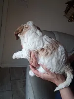Skippy, a male Cavapoo for sale in Woodway, TX – 3 of 4