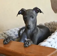 Brio, a male Italian Greyhound for sale in Kingston, OK – 2 of 6