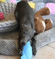 Brio, a male Italian Greyhound for sale in Kingston, OK – 6 of 6