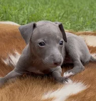 Hailie, a female Italian Greyhound for sale in Kingston, OK – 2 of 10